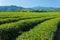 Green tea plantation farm