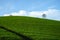 Green tea plantation hills with blue sky on background