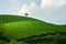 Green tea plantation hills with blue sky on background