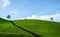 Green tea plantation hills with blue sky on background