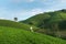 Green tea plantation hills with blue sky on background, with woman worker harvesting tea leaf by hands