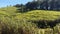 Green tea plantation hills view blue sky background