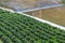 green tea plantation near irrigation canal