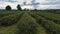 Green tea plantation over highland
