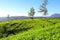 Green tea plantation, Sri Lanka