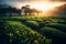 Green Tea Plantation at Sunrise with Tea Plants in the shining rays of the sun. Chinese Green Tea Landscape. Ai generated