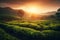 Green Tea Plantation at Sunrise with Tea Plants in the shining rays of the sun. Chinese Green Tea Landscape. Ai generated