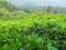 Green Tea Plantation in Wayanad Kerala