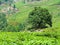 Green Tea Plantation in Wayanad Kerala