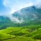 green tea plantations with fog early in the morning, Munnar, Kerala, beautiful India travel background