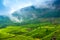 green tea plantations with fog early in the morning, Munnar, Kerala, beautiful India travel background