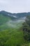 Green tea plantations in the hills in the highlands. The best tea grows in humid, foggy climates high in the mountains