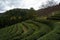 Green tea plantations on a hilly field