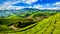 Green tea plantations in Munnar, Kerala, India