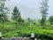 Green Tea plants Hills nature cool climate