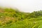 Green tea platation farm landscape hill cultivation