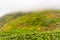 Green tea platation farm landscape hill cultivation