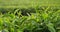 Green tea tree Flower fresh leaves in eco herbal farm. Tree tea plantations in morning sun light. Freshness herbal natural garden