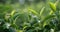 Green tea tree leaves field Fresh young tender bud herbal in farm