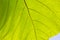 Green Teak leaf close up