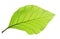 Green teak leaf isolated