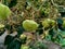 Green teak Tectona grandis Linn f., Burmese teak, jati, Nagpur teak with natural background. This plant is a tropical hardwood t