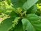 Green teak Tectona grandis Linn f., Burmese teak, jati, Nagpur teak with natural background. This plant is a tropical hardwood t
