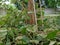 Green teak tree`s leafs and branches, cut down from its tree, falling on to the ground - trimming trees, gardening