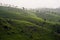 Green tee terrasses in the highland