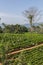 Green tee terrasses in Sri Lanka