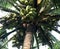 Green tender coconut in a tree