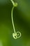 Green tendril