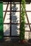 Green tendrils lit by the evening sun cast a lively shadow on a white half-timbered building wall