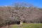 Green tent under big oak tree