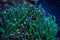 Green tentacle torch coral