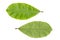 Green Terminalia catappa leaves