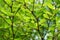 Green Terminalia ivorensis leaf in nature garden