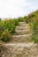 Green terrace ground stair step walkway