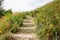 Green terrace ground stair step walkway