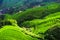 Green terraced field