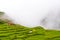 Green terraced fields and traditional architecture in the ancient Tibetan Nar village