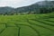 Green Terraced Rice Field