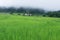 Green Terraced Rice Field in Chiang mai, Thailand