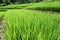 Green Terraced Rice Field in Chiangmai