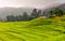 Green Terraced Rice Field in Chiangmai, Thailand