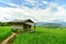 Green terraced rice field at Pa Bong Piang village