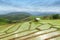 Green Terraced Rice Field in Pa Pong Pieng ,Chiang Mai, Thailand