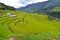 Green terraced rice fields