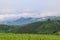 Green terraced rice fields in the morning at PA BONGPIENG ,mae