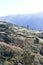 Green terraced rice paddies on steep mountainside